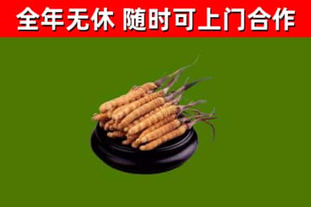 虎林市回收散虫草